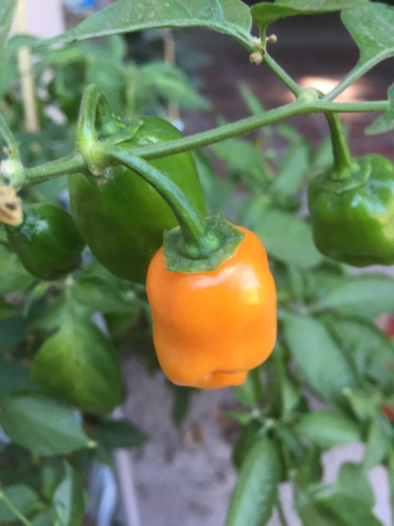 19+ Habanero Peppers Plants