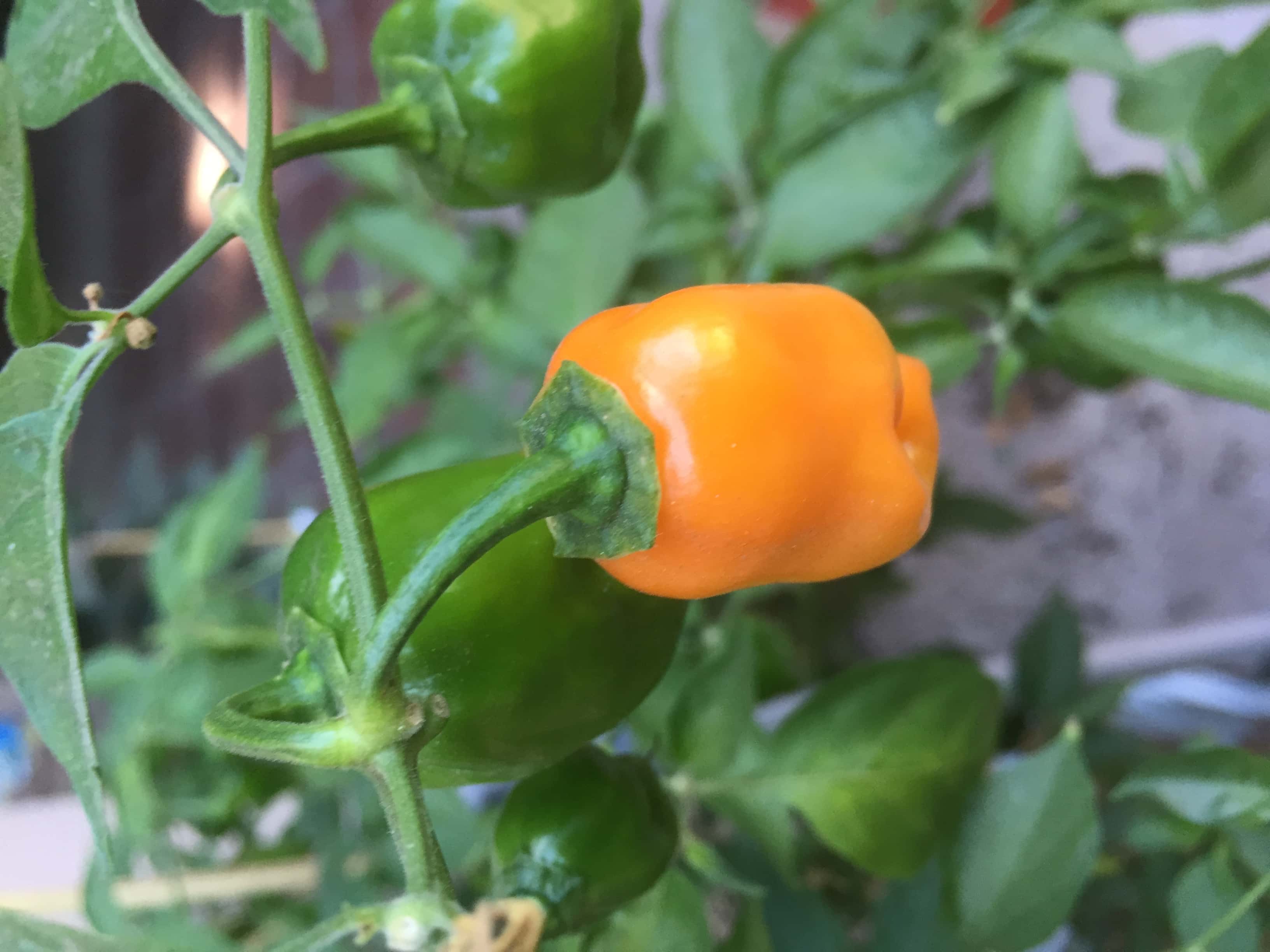 How To Grow Habanero Pepper Plants In Pots 3 Best Options Explained