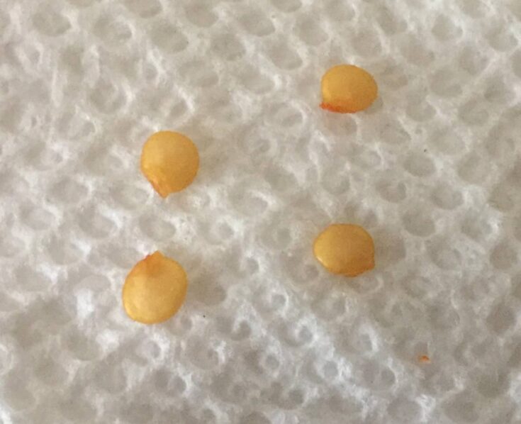 Test Pepper Seed Viability So You Don't Waste Time Grow Hot Peppers