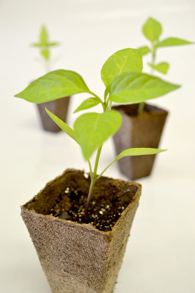 jalapeno seedlings