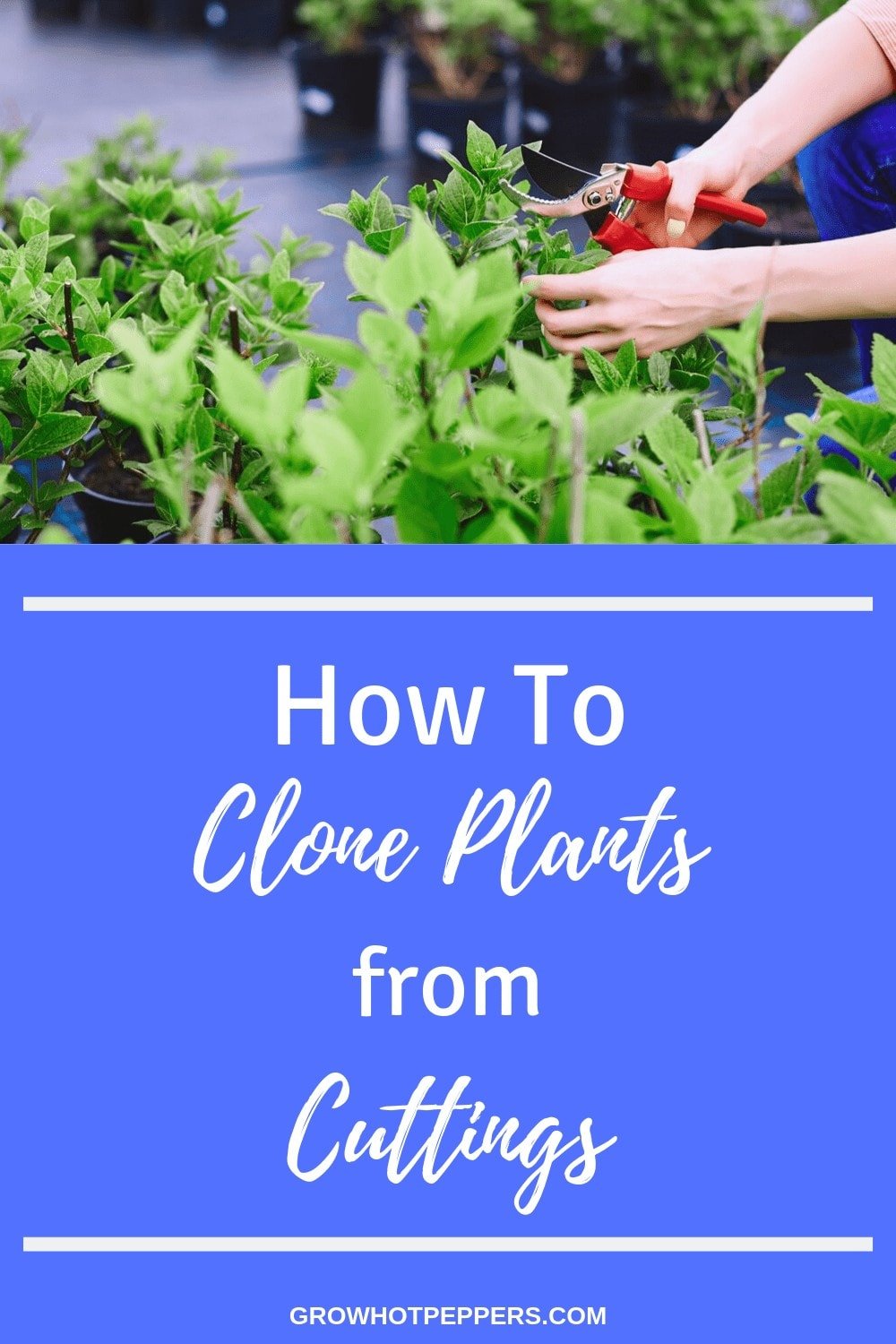 Pepper Plant Propagation How To Clone Pepper Plants Grow Hot Peppers