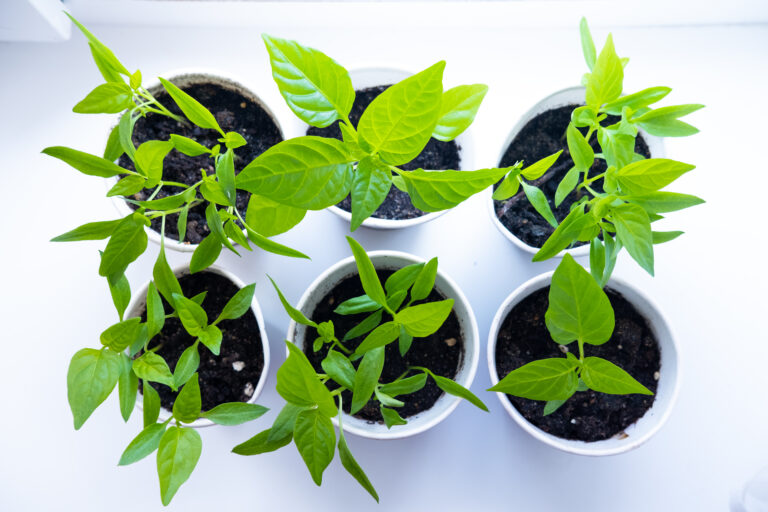 Organic Potting Soil The Best Mix For Peppers In Pots Grow Hot Peppers
