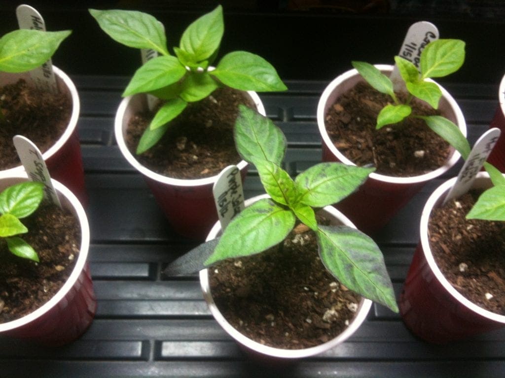 Indoor Grow For Seeds 101 | Grow Hot Peppers