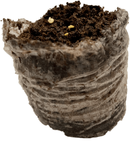 The Pepper SeedStarting Guide Grow Hot Peppers