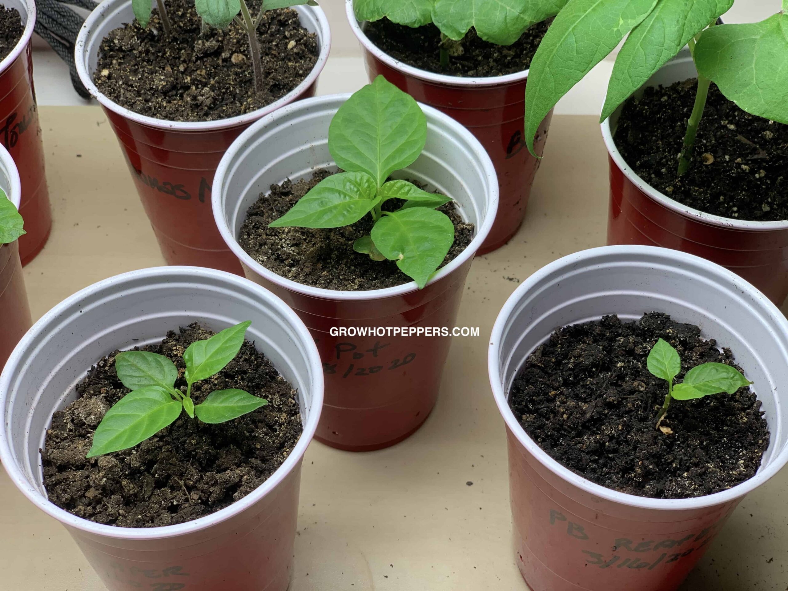 green pepper plant seedlings