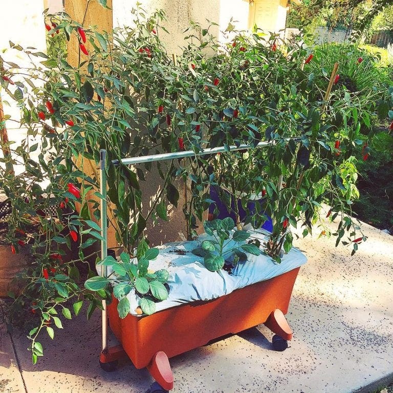 How To Grow Habanero Pepper Plants In Pots Grow Hot Peppers