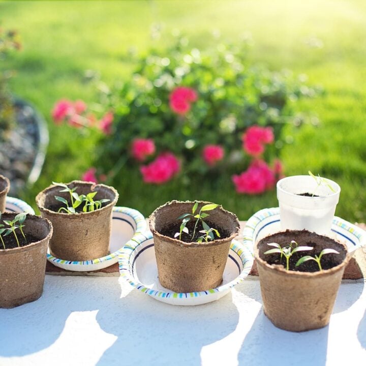 watering pepper seedlings from the bottom in paper bowls and biodegradable pots