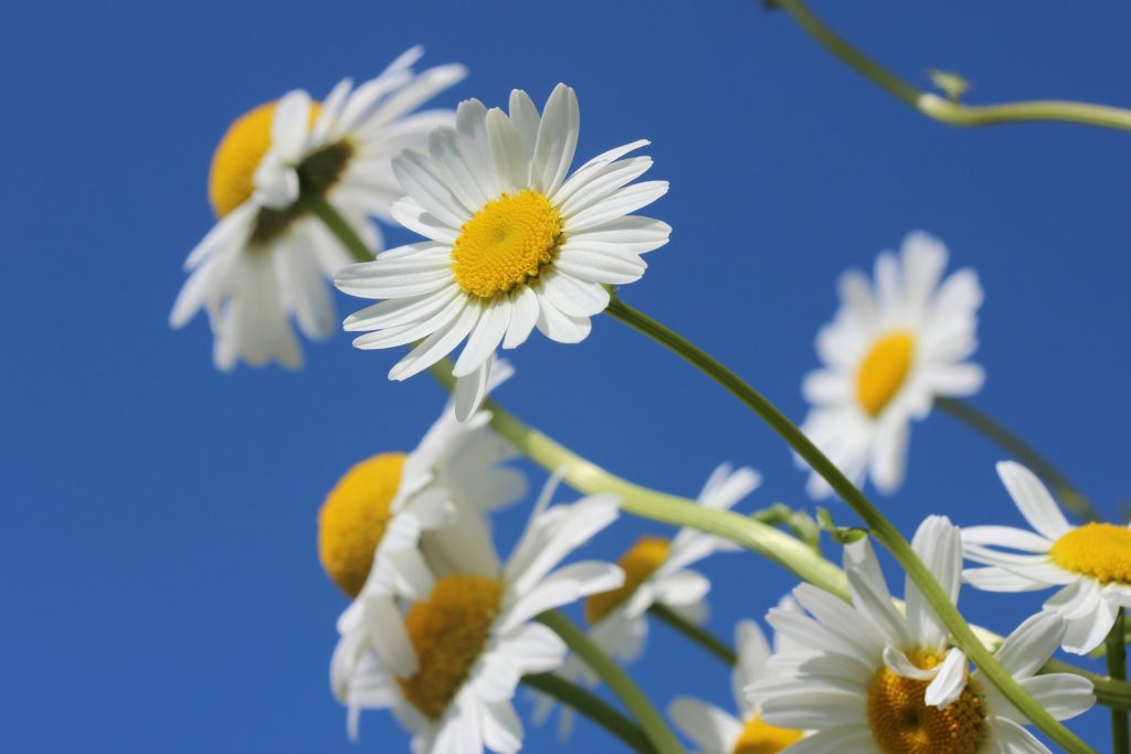 daisies against a blue sky