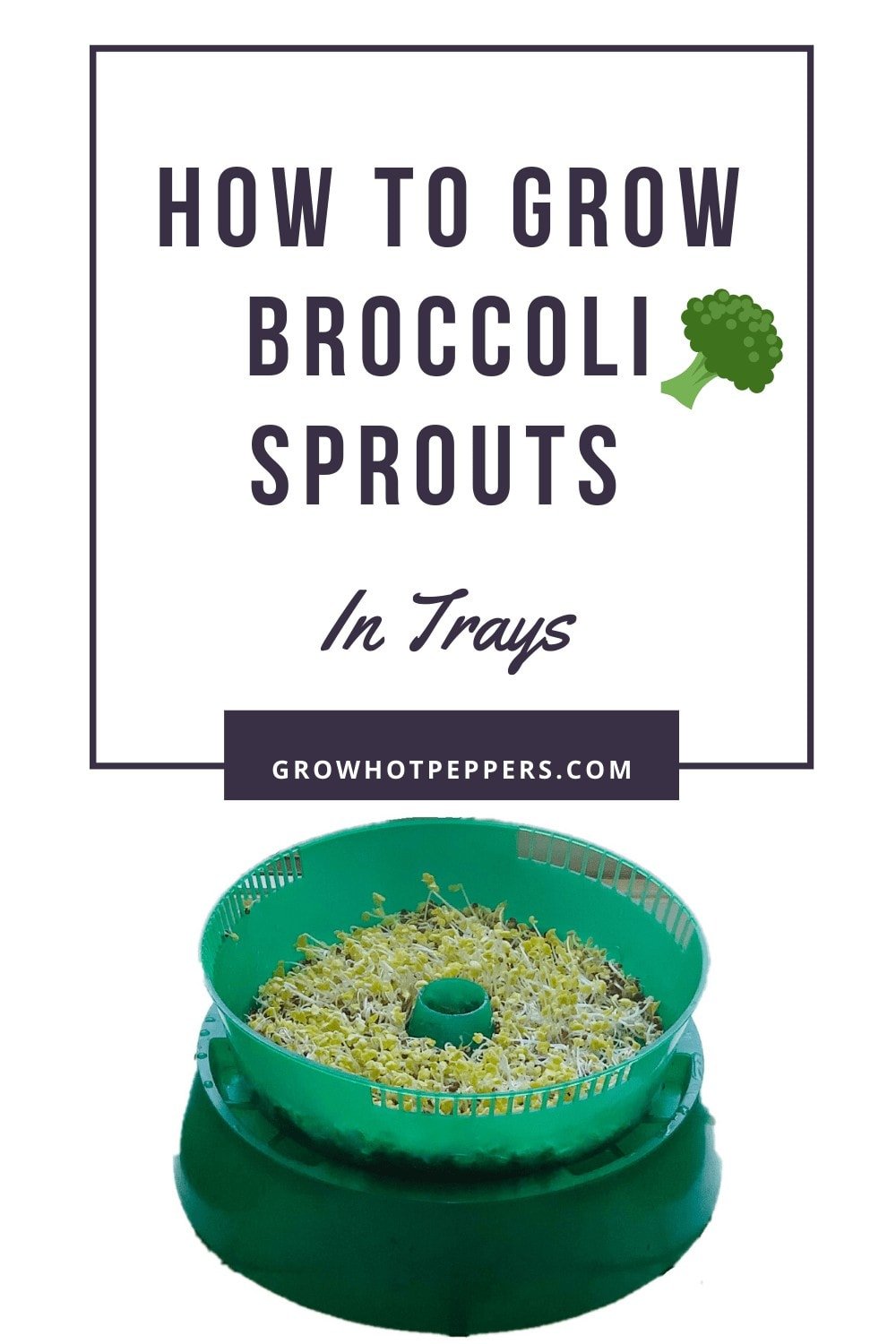 How To Grow Broccoli Sprouts In Trays and Get Lots of Food with Very Little Space!