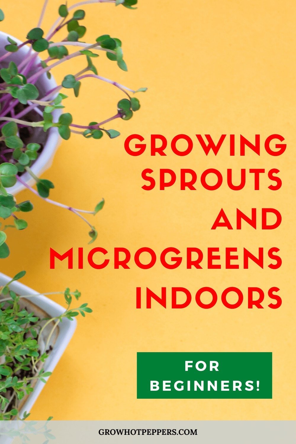 How to Grow Vegetables Indoors for Beginners: Sprouts & Microgreens