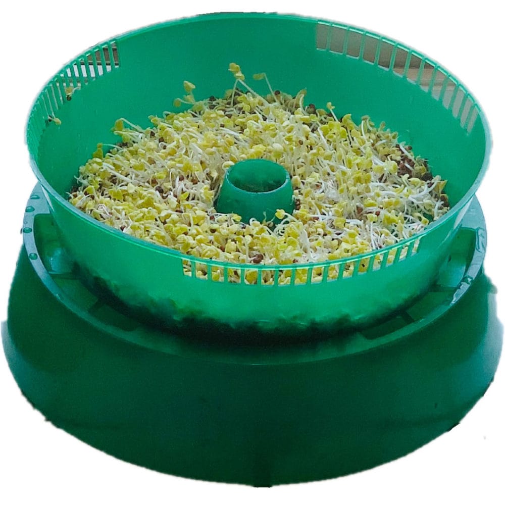 How To Grow Broccoli Sprouts In Trays and Get Lots of Food with Very Little Space!