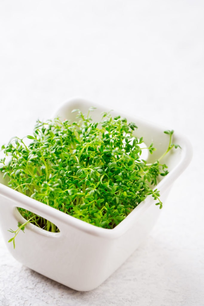 garden cress microgreens