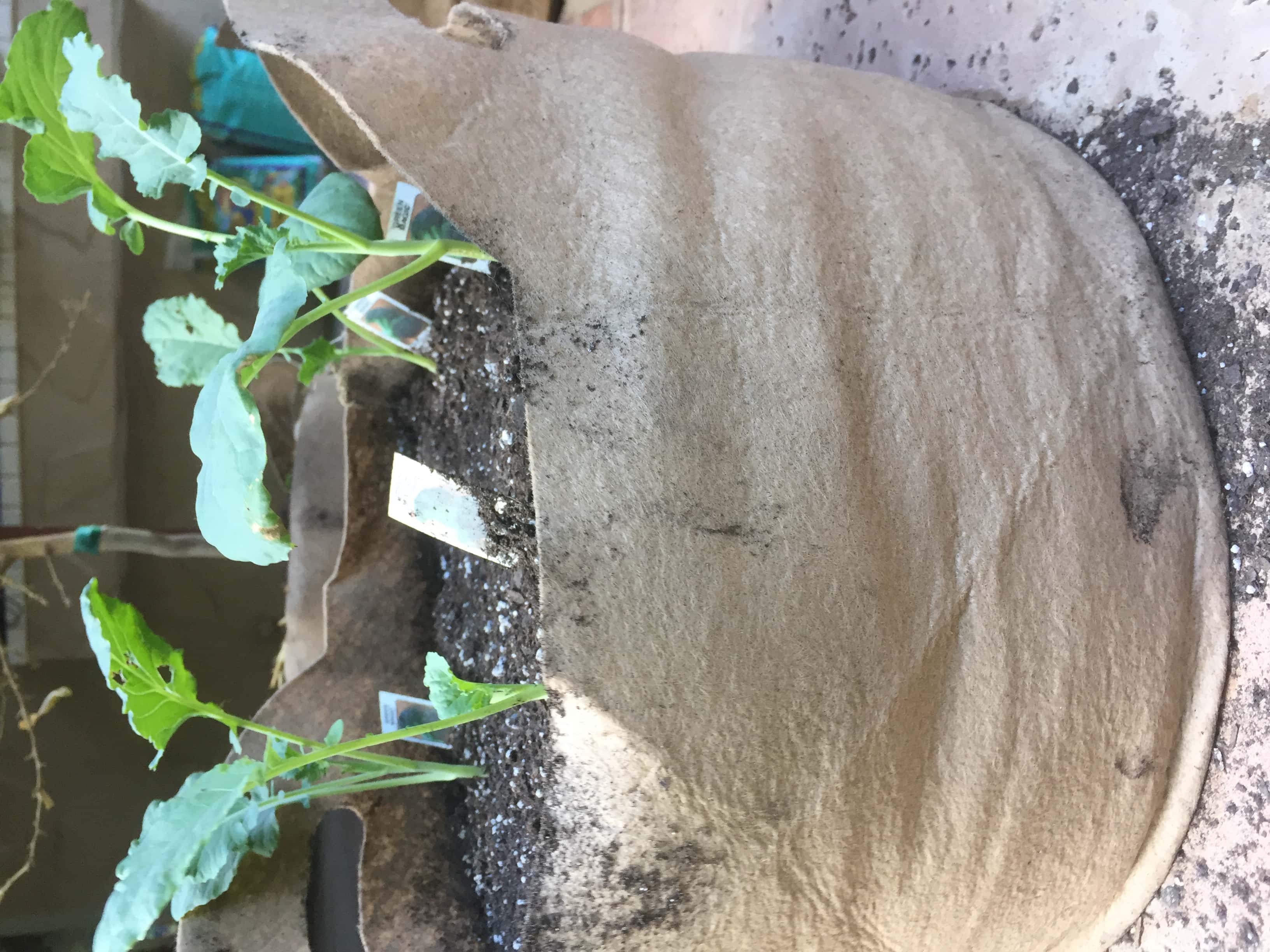 How To Grow Habanero Pepper Plants In Pots 3 Best Options Explained