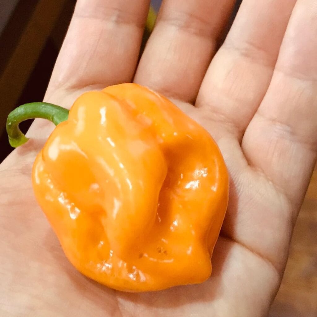 éget a habanero a zsírt)