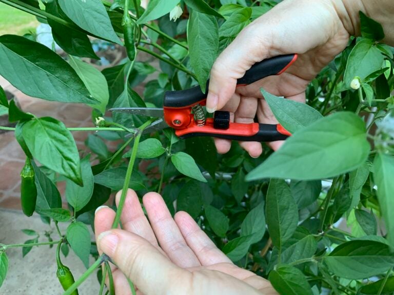 Overwintering Pepper Plants (2024) Save Plants For Next Year Grow