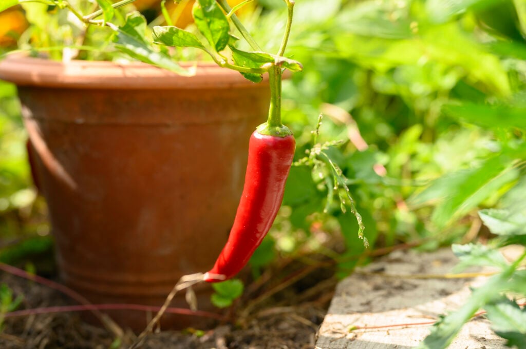 growing peppers in containers