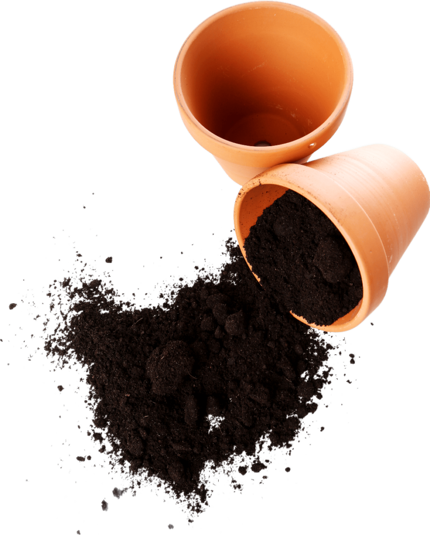 Growing Peppers in Containers from Start to Finish Grow Hot Peppers