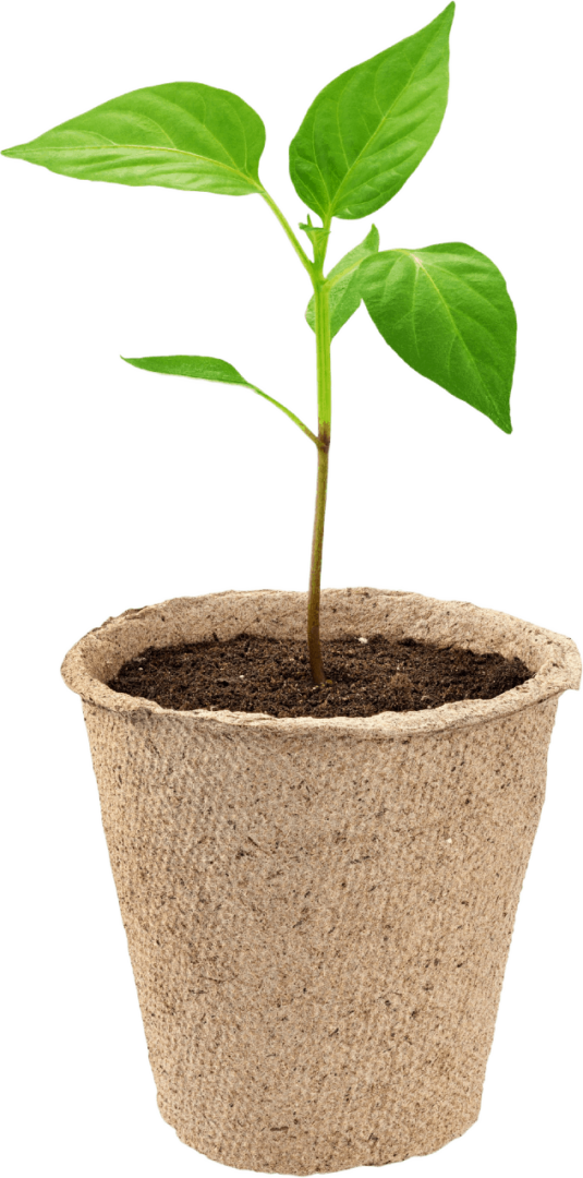 Planting Pepper Seeds Indoors Grow Hot Peppers