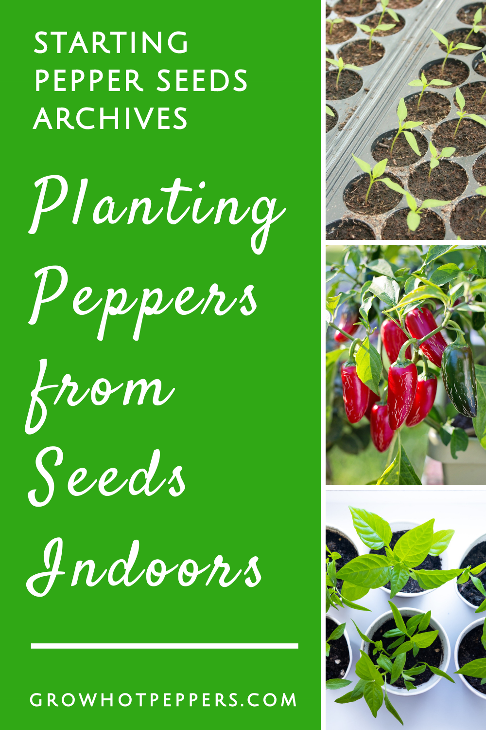Planting Pepper Seeds Indoors Grow Hot Peppers
