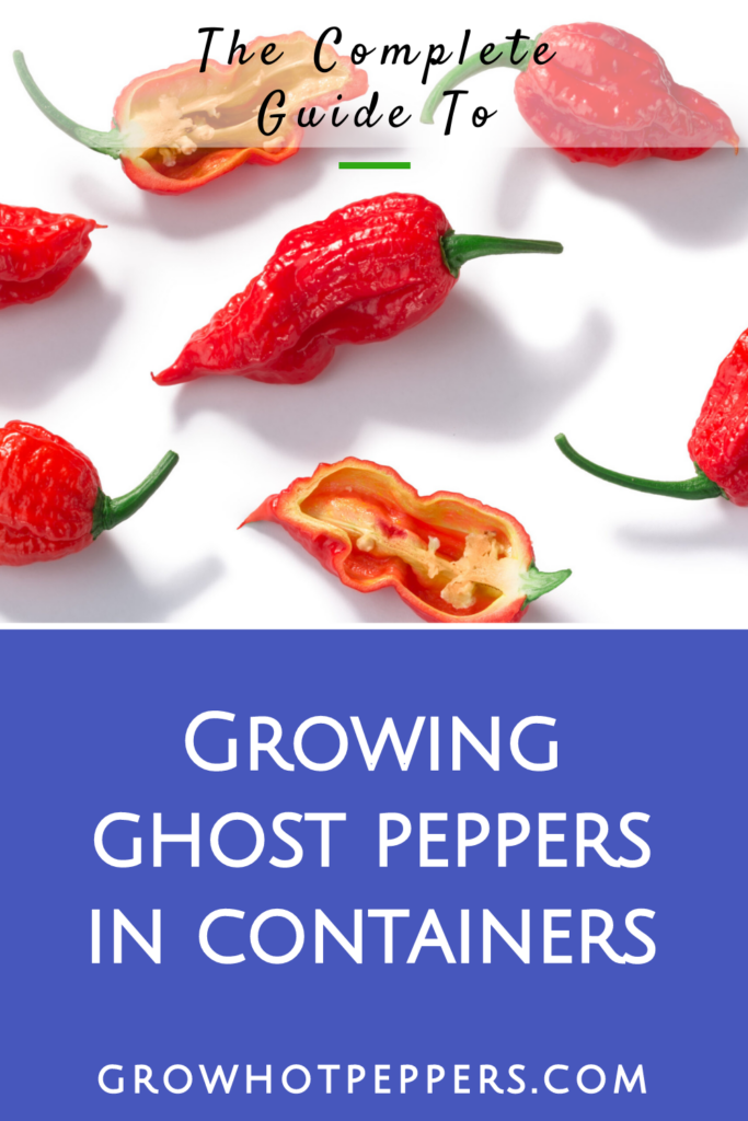 Ghost Pepper Plant Scoville, Colors And [Updated] Grow Guide