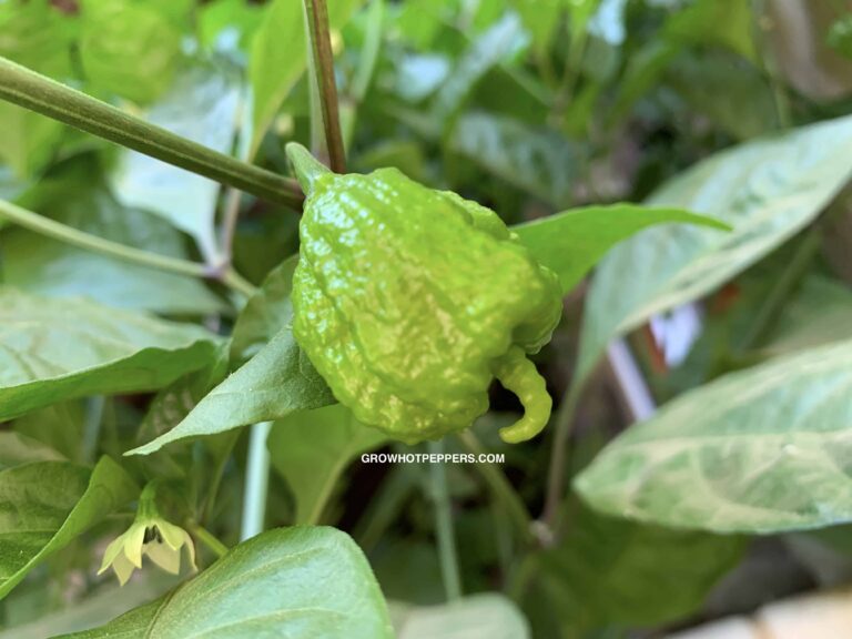 Carolina Reaper Scoville, Where To Buy & Grow Guide