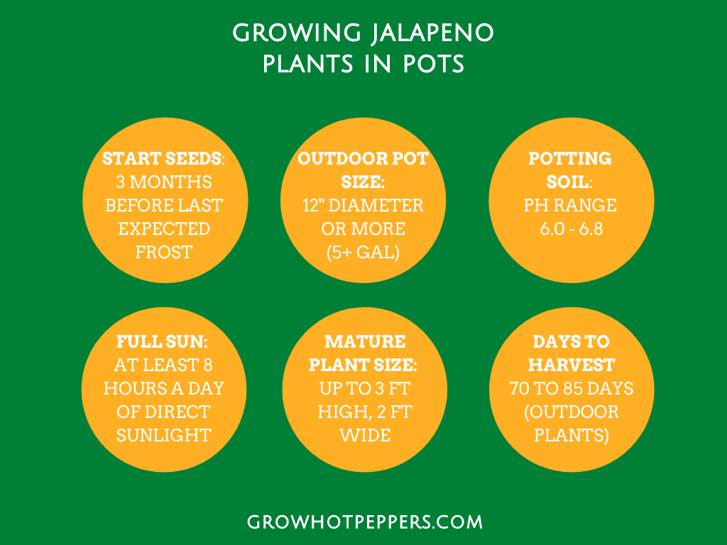 Growing Jalapenos 101: How to Grow Jalapenos from Seeds to Potted Plants