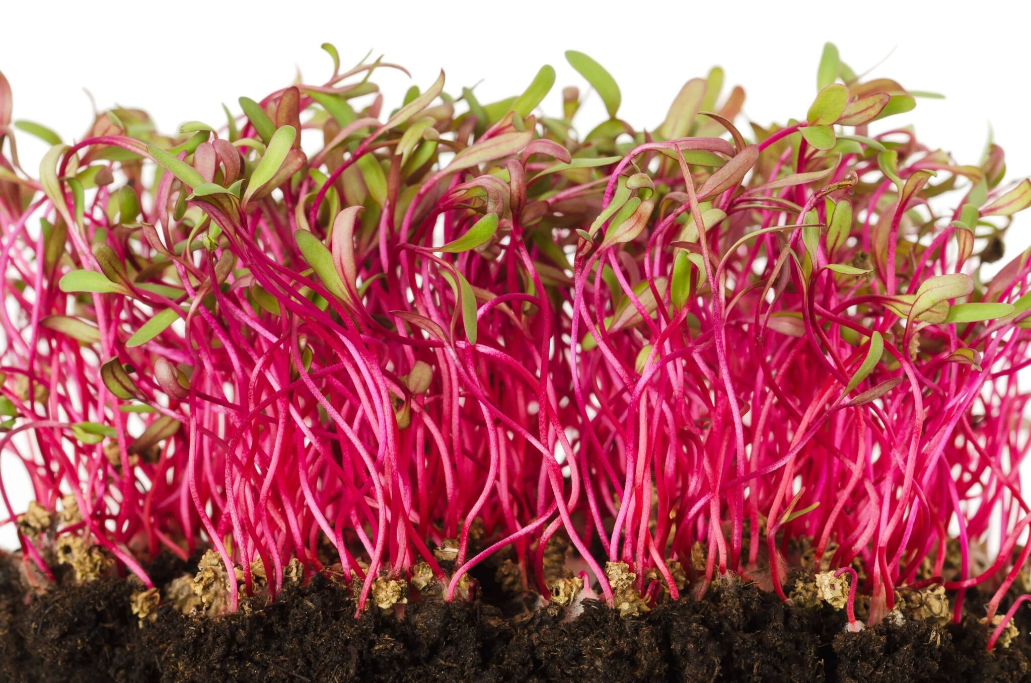 What Exactly Are Microgreens? (& Why Grow Them) Grow Hot Peppers