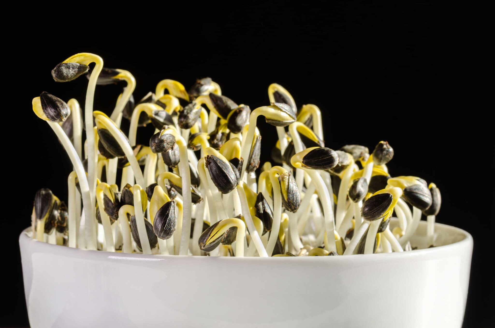 What Exactly Are Microgreens? (& Why Grow Them) Grow Hot Peppers
