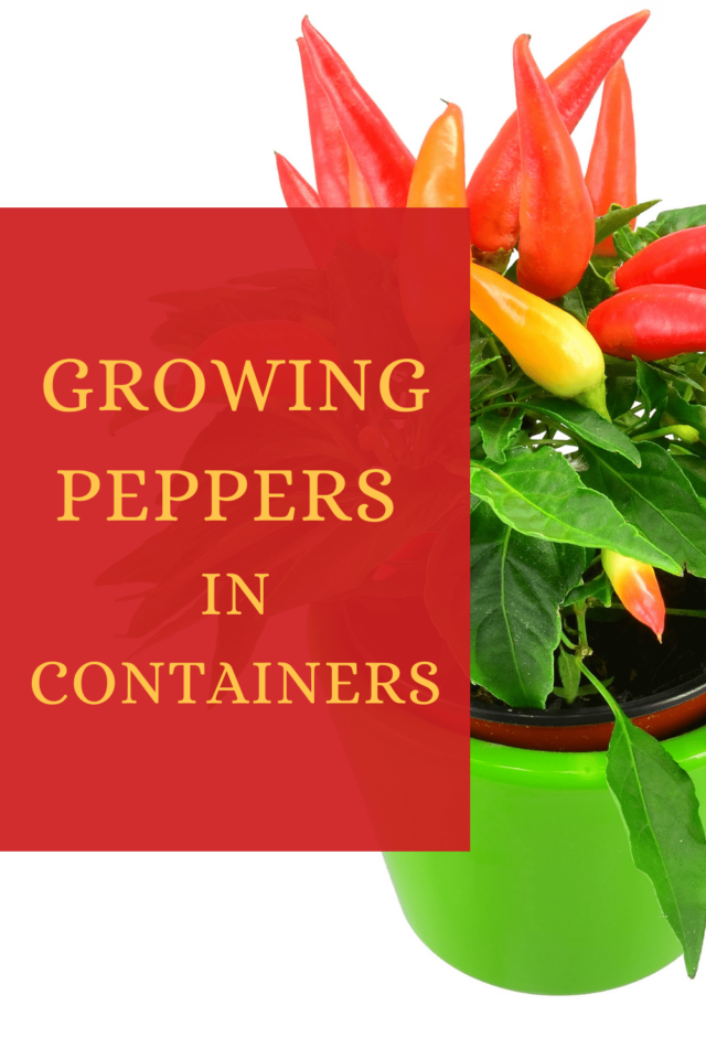 Planting Pepper Seeds Indoors Grow Hot Peppers