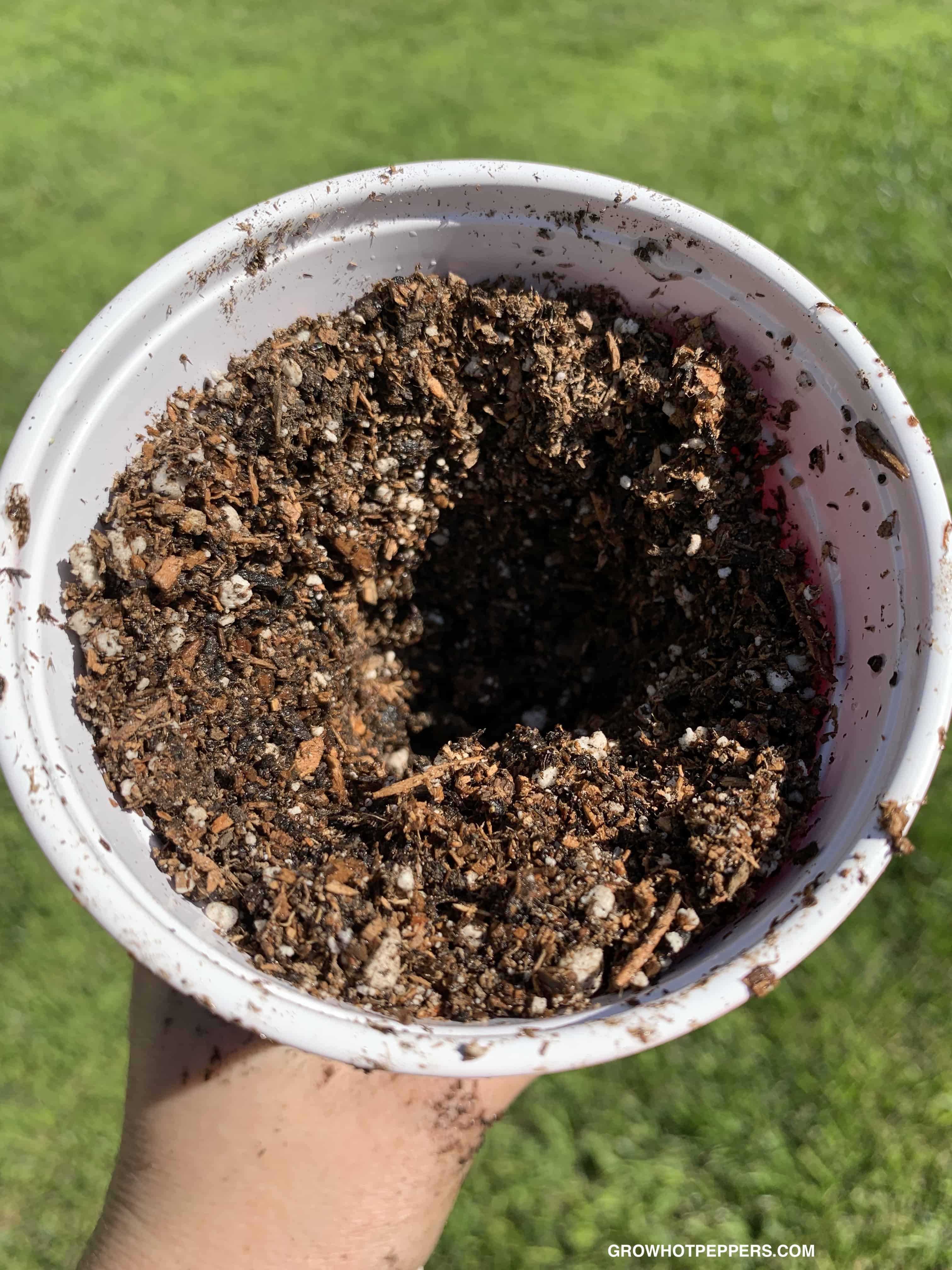 Transplanting Pepper Plants Into Pots (Indoors & Out) Grow Hot Peppers