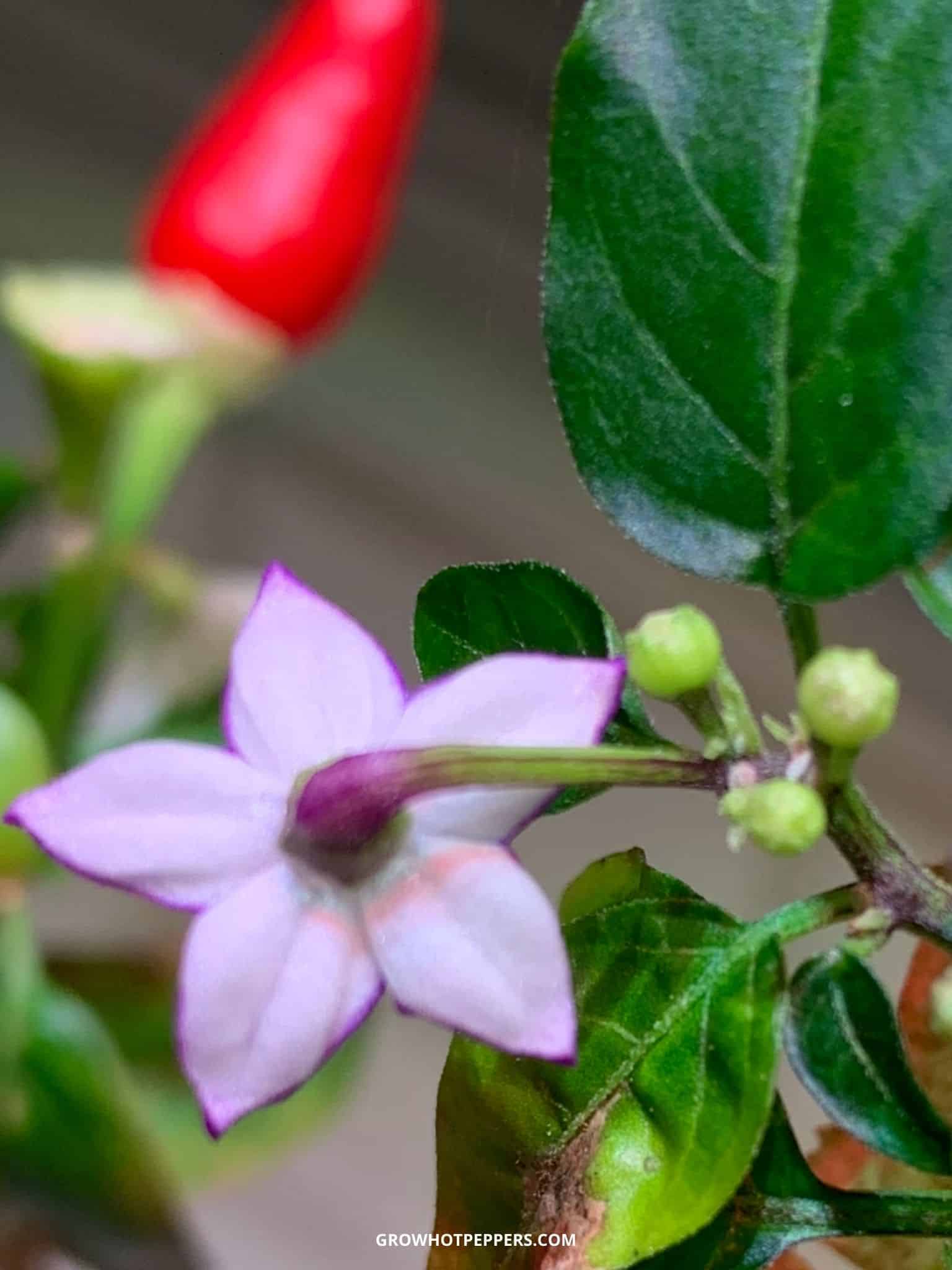 Pinching Pepper Plant Flowers [Why & How] - Grow Hot Peppers
