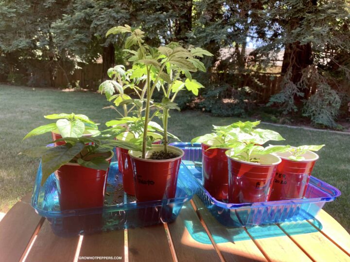 Hardening Off Pepper Plants Before Going Outside Grow Hot Peppers Hardening Off Pepper Plants Before Going Outside Grow Hot Peppers