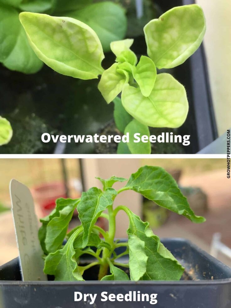 How To Care For Pepper Seedlings After Seeds Sprout Grow Hot Peppers