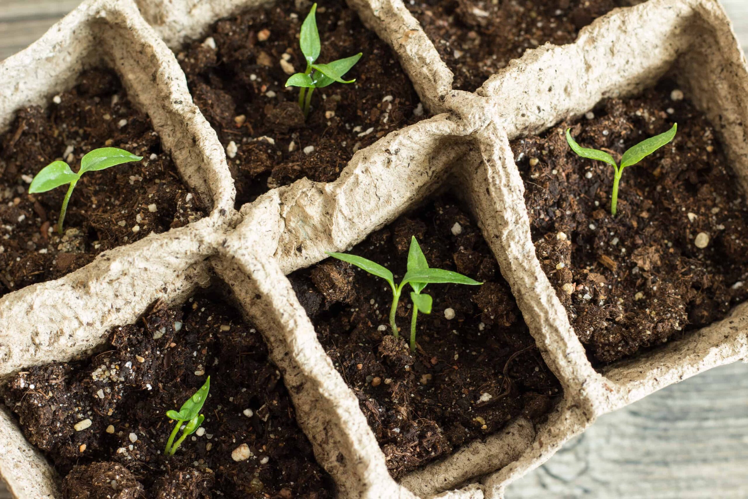 How To Care For Pepper Seedlings After Seeds Sprout 2023 Grow Hot 