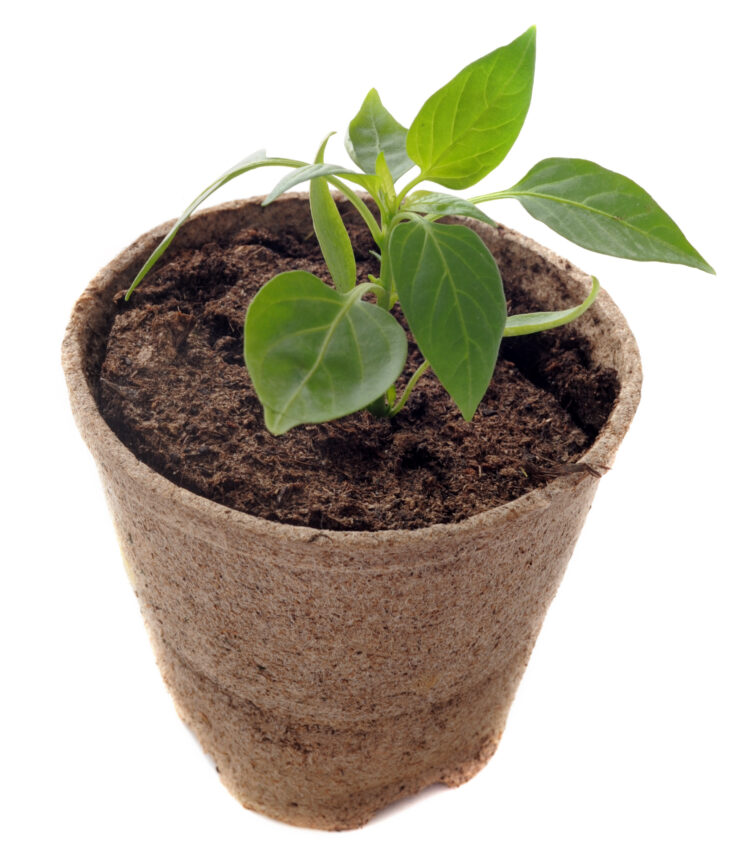 Transplanting Pepper Plants Into Pots (Indoors & Out) Grow Hot Peppers