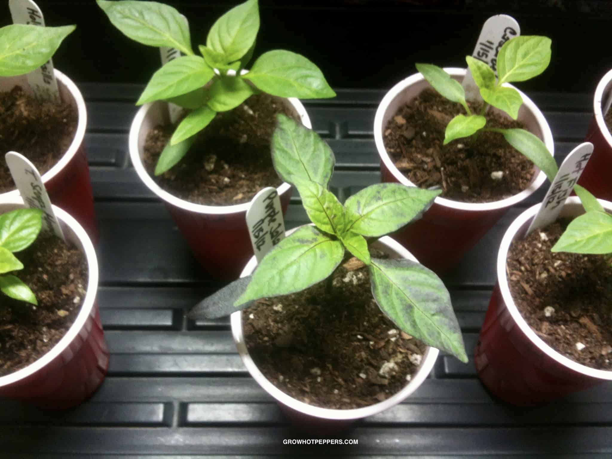 Transplanting Pepper Plants Into Pots (Indoors & Out) Grow Hot Peppers
