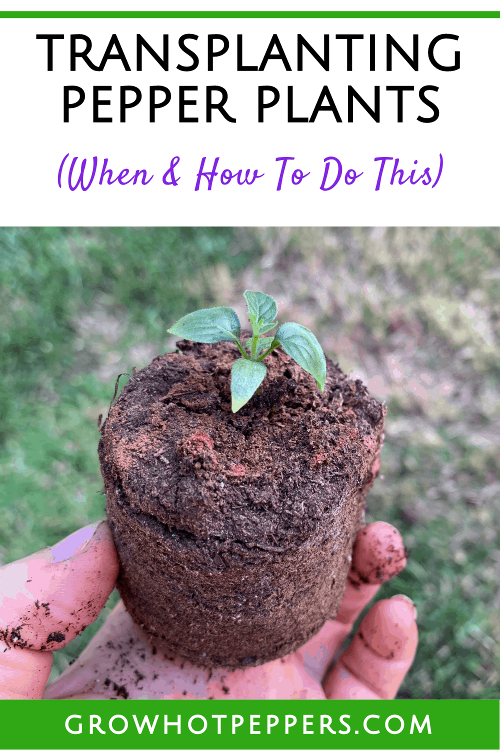 Transplanting Pepper Plants Into Pots (Indoors & Out) Grow Hot Peppers