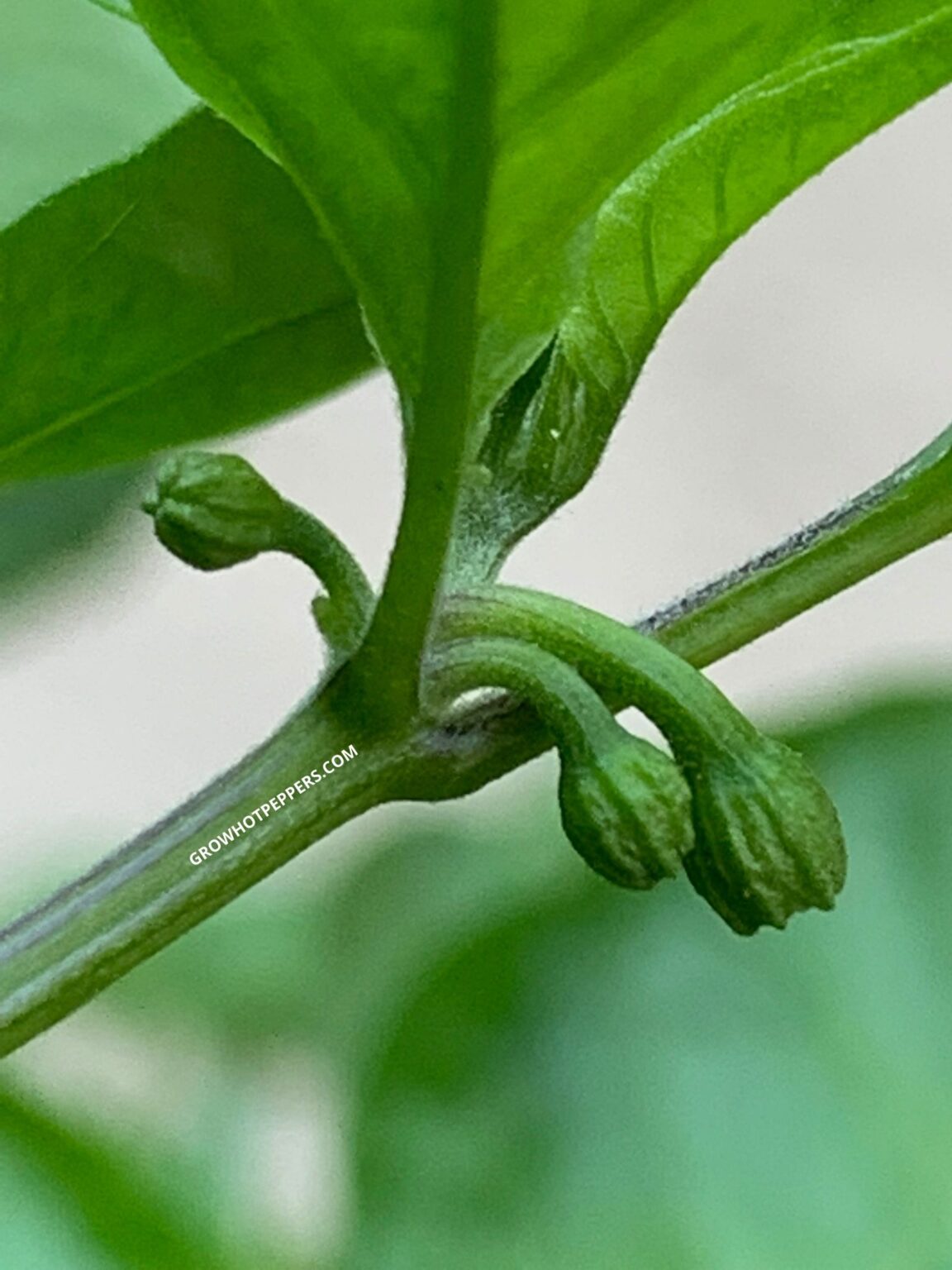 Pinching Pepper Plant Flowers [Why & How] Grow Hot Peppers