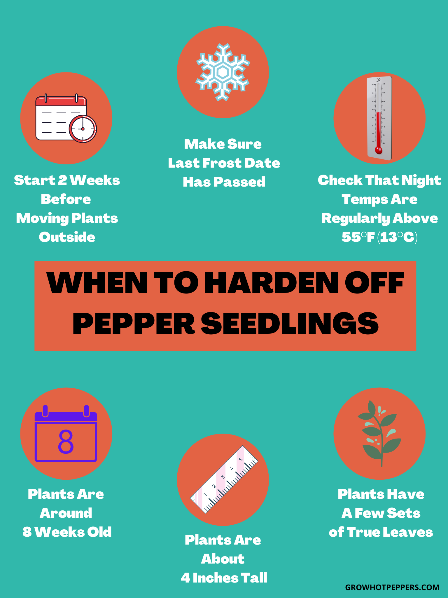 Hardening Off Pepper Plants Before Going Outside Grow Hot Peppers