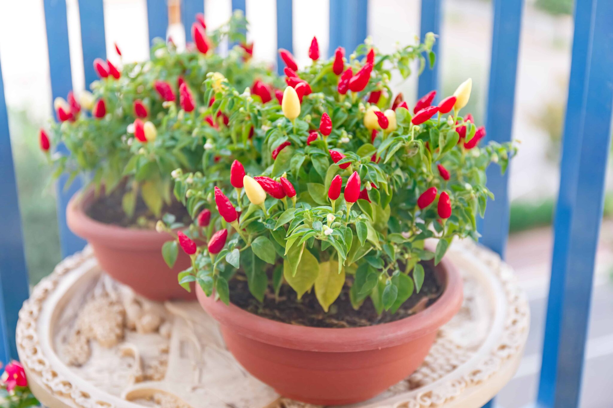 New To Grow Hot Peppers? Start Here! Grow Hot Peppers
