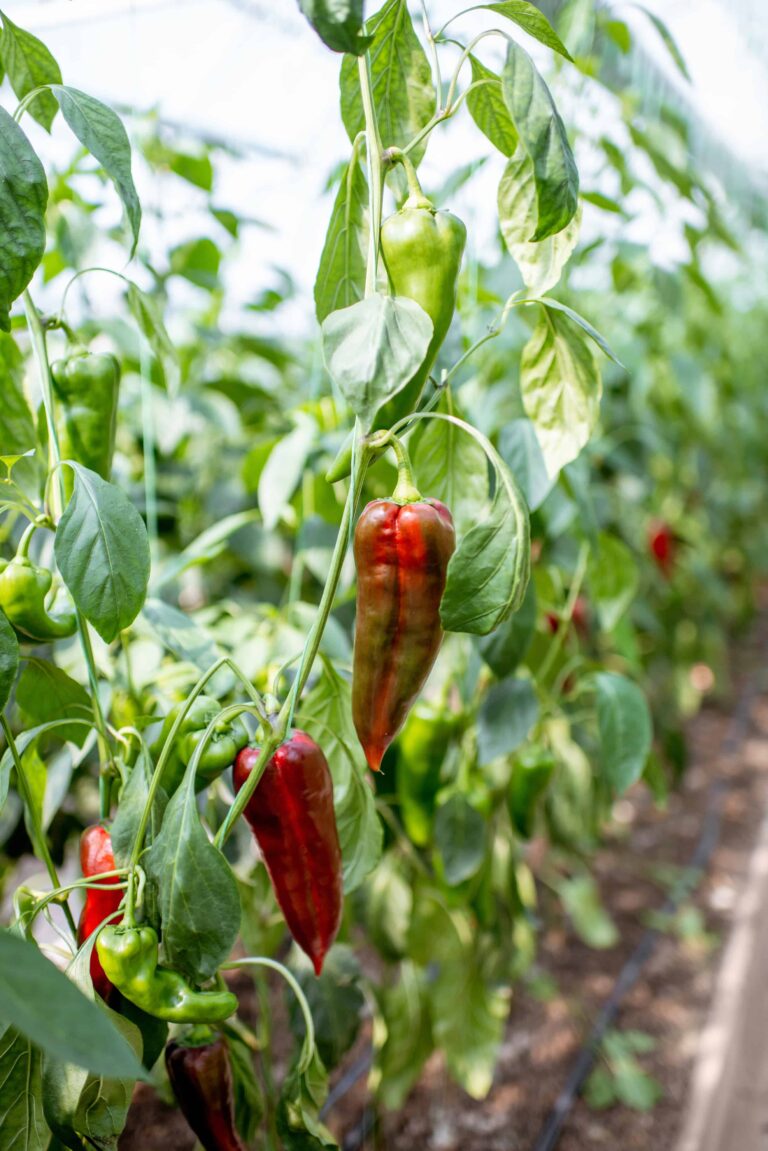 When To Pick Peppers (& How) + Best Tips For 12 Different Varieties