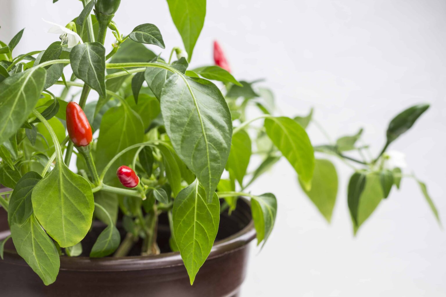 Growing Peppers From Seed To Harvest Grow Hot Peppers
