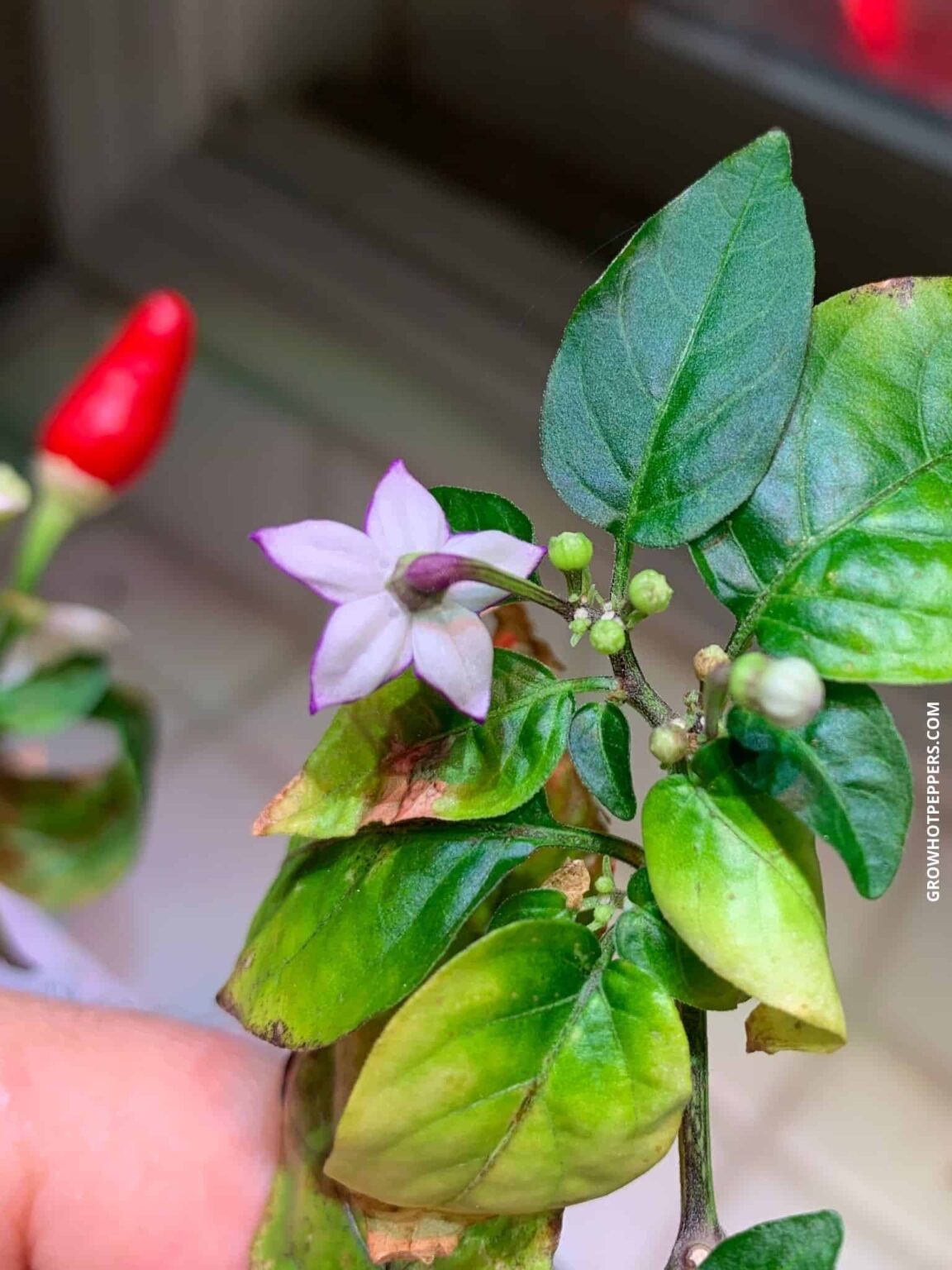 Growing Peppers From Seed To Harvest Grow Hot Peppers