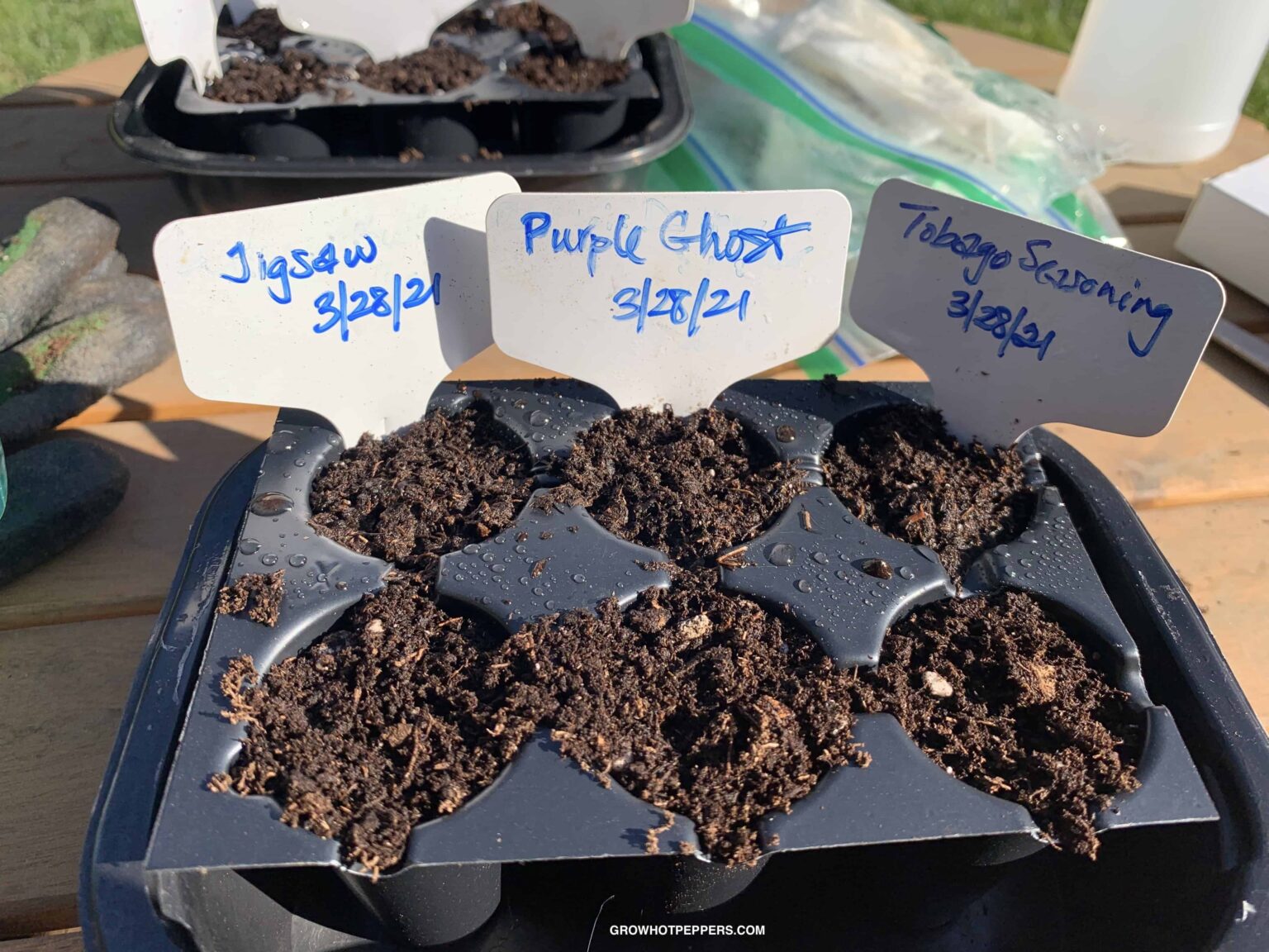 Growing Peppers From Seed To Harvest Grow Hot Peppers