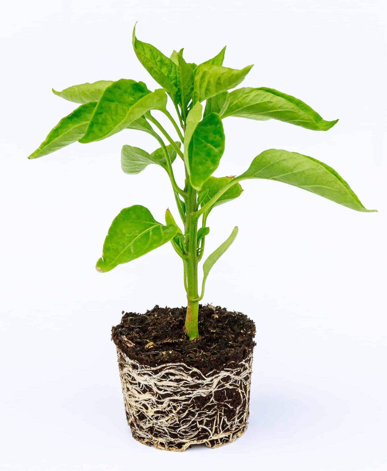 Growing Peppers From Seed To Harvest Grow Hot Peppers