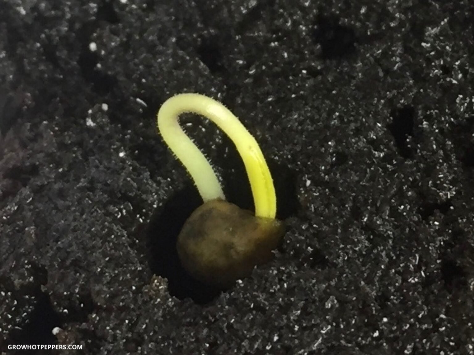 Growing Peppers From Seed To Harvest Grow Hot Peppers