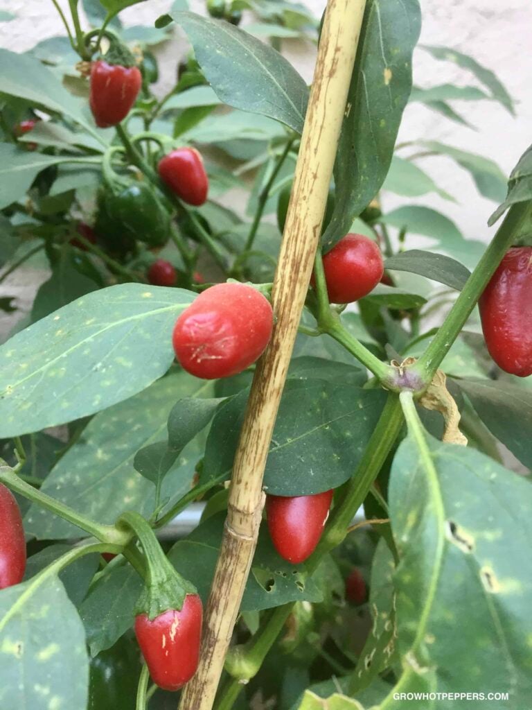 los jalapeños se ponen más calientes cuando se ponen rojos