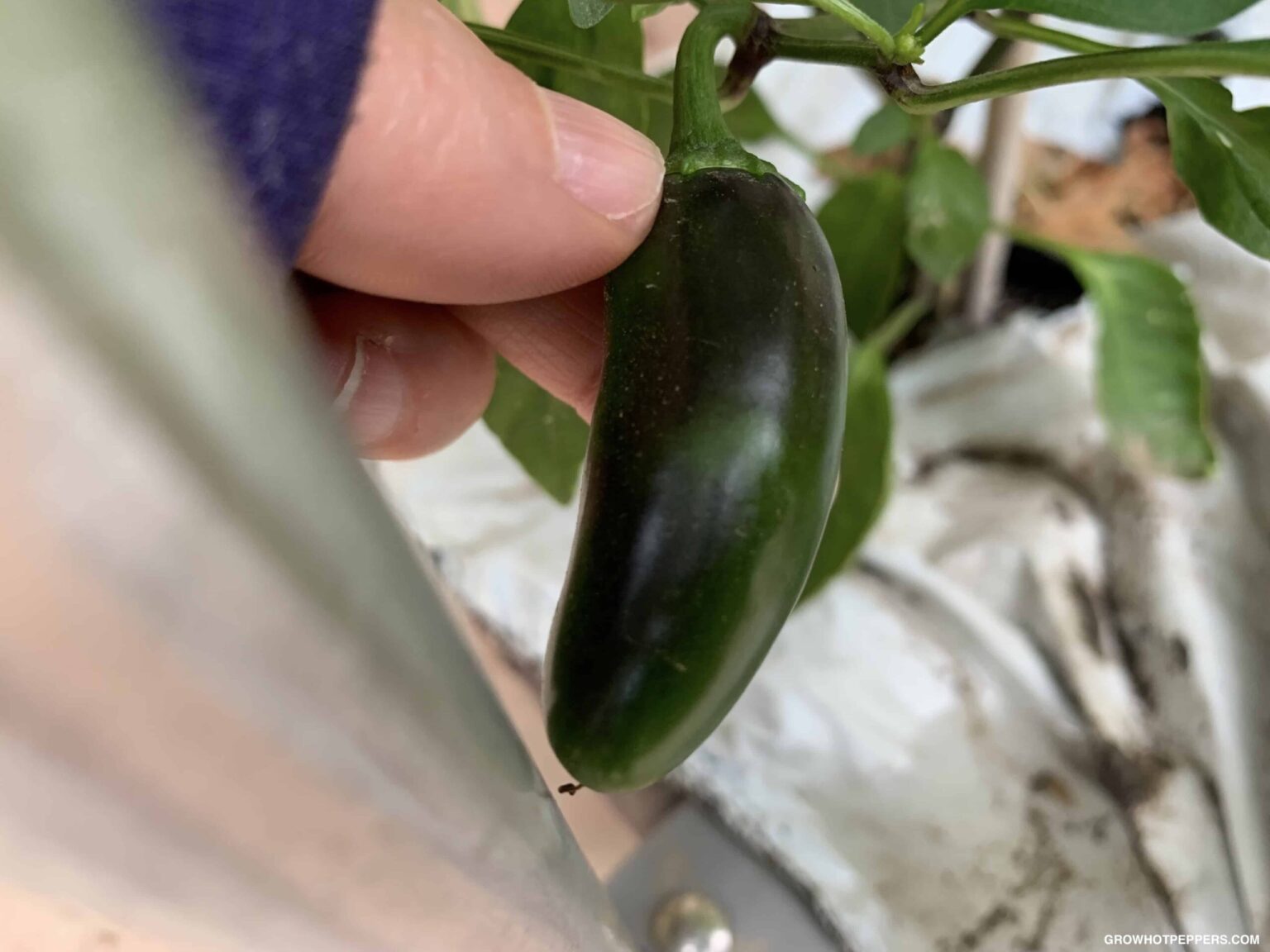 When To Pick Jalapenos Here's When They're Ready Grow Hot Peppers