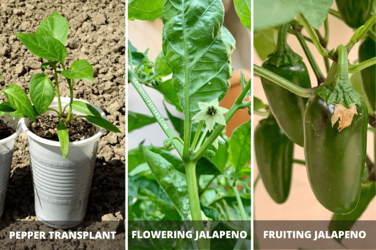 When To Pick Jalapenos Here's When They're Ready Grow Hot Peppers