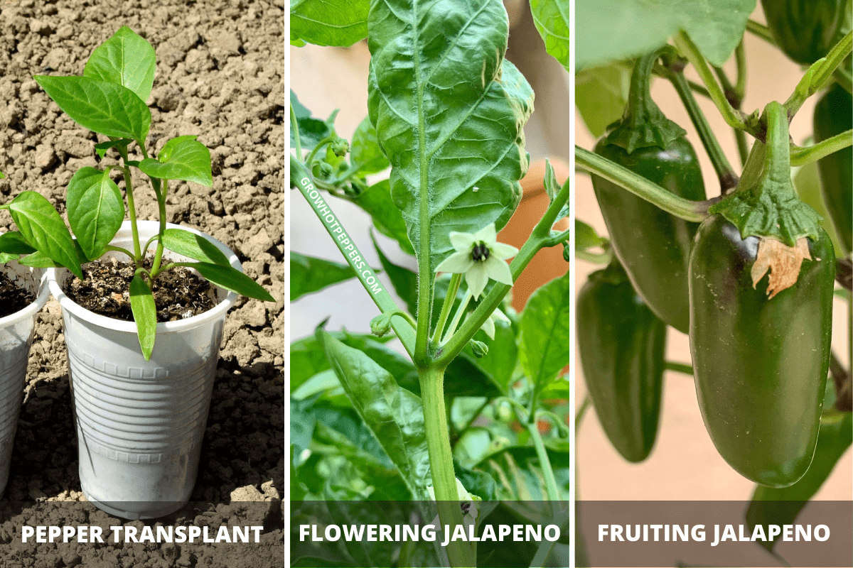 When To Pick Jalapenos Here's When They're Ready Grow Hot Peppers